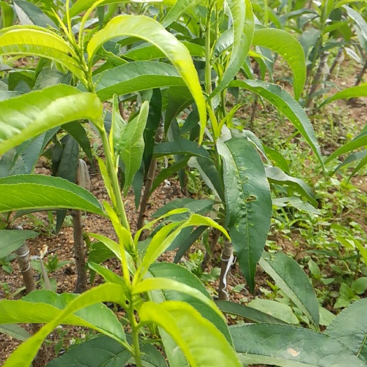 灵山县水蜜桃苗 0.5~1米 