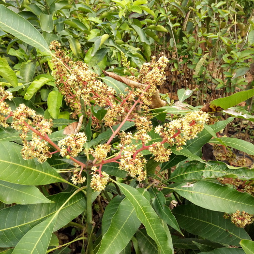 灵山县桂七芒果苗