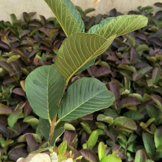 广州红心芭乐番石榴苗