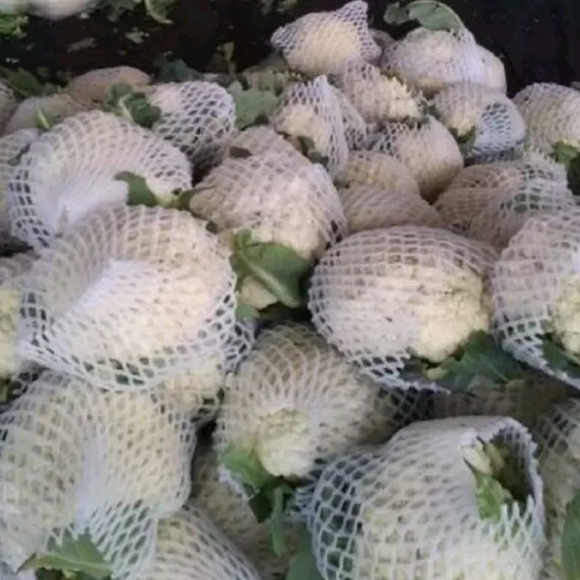 郯城县白花菜花 紧密 山东省临沂市郯城县 2~3斤
