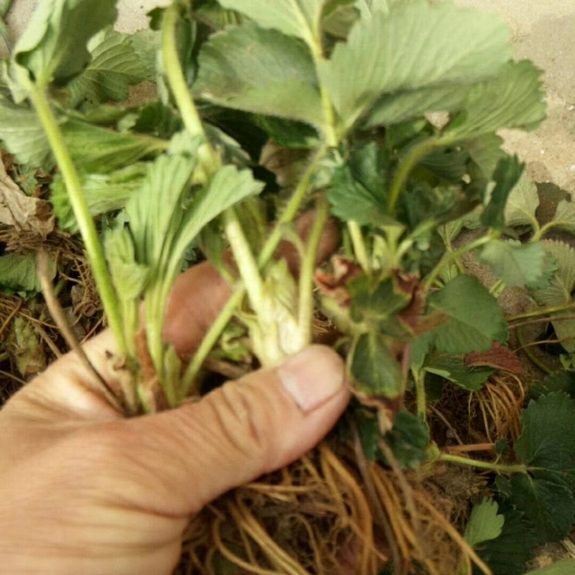 泰安红颜草莓苗  草莓苗