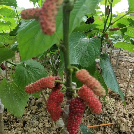 灵山县 嫁接桑葚果树苗无籽十大食用大叶桑树苗养蚕可盆栽地栽南北方种植