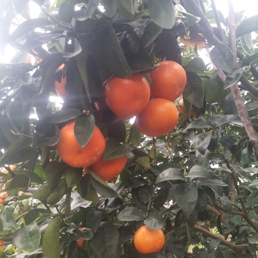 江永县w默科特 6.0起步