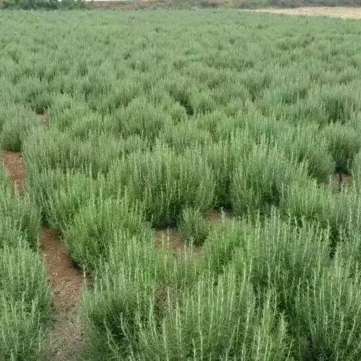 丽江 本人有4吨迷迭香干叶出售，只要来家里拉价格好商量