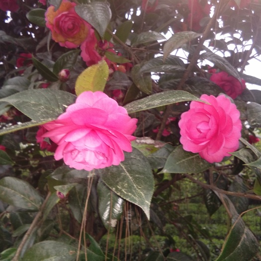 蒲江县毛茶花 100~140cm