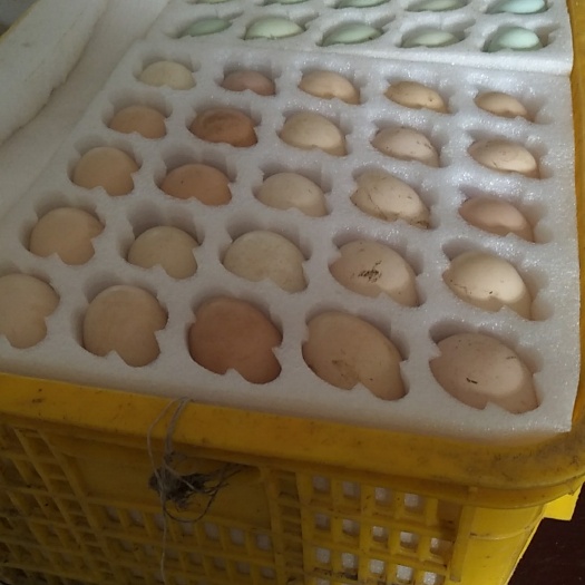 高县乌鸡蛋 孵化 散装