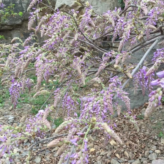 永城市葛花
