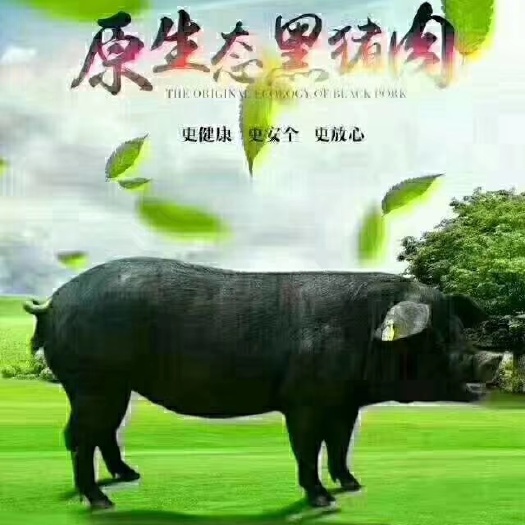 黑猪  生态黑土猪肉 农家散养 5斤/10斤真空包装 包邮