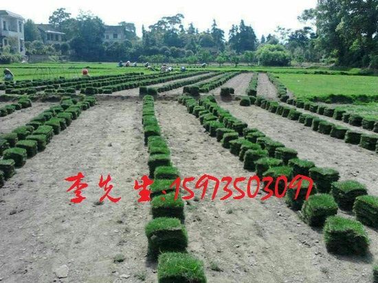郴州 精品马尼拉草皮 场地直销