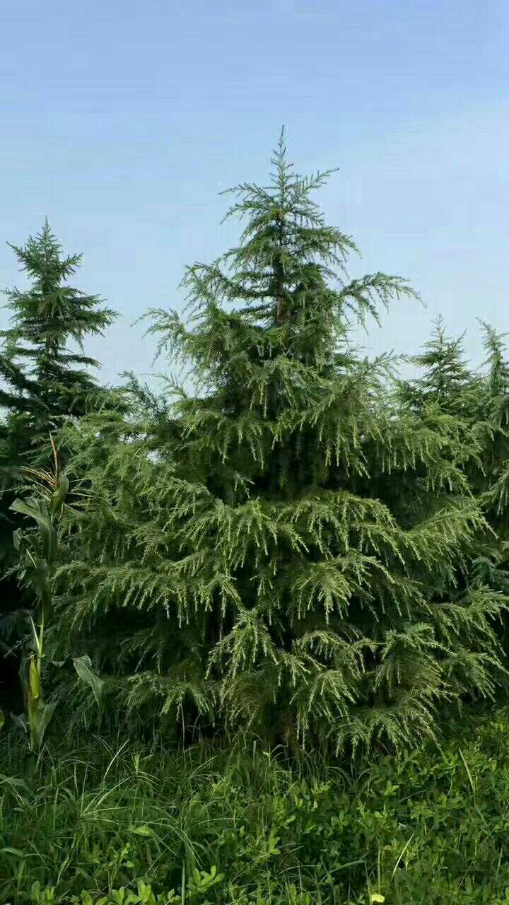 球形雪松