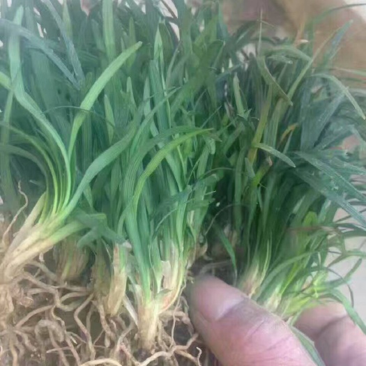 沭阳县玉龙草