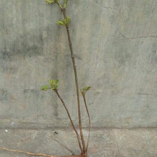 汨罗市吴茱萸