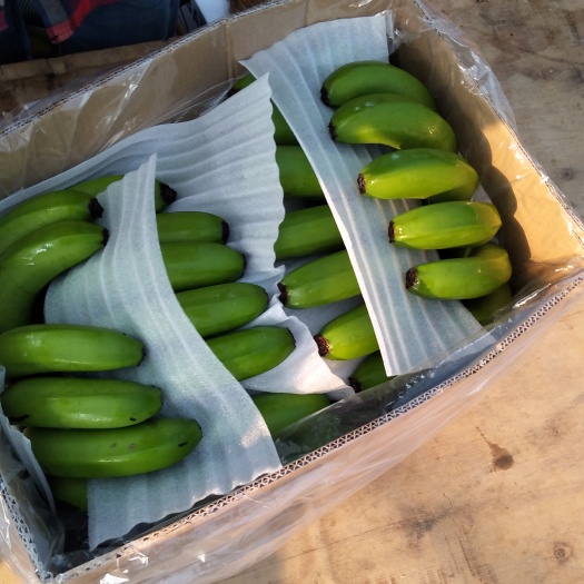 勐腊县西双版纳香蕉 七成熟 40 - 50斤