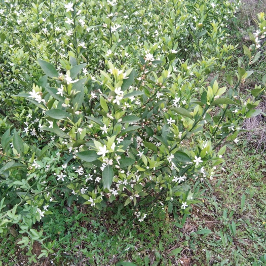 富川县南丰蜜桔苗 嫁接苗 0.5~1米