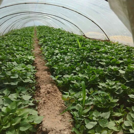 夏津县龙薯9号红薯苗 常规种（原种） ≥99.5% ≥95%