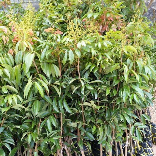 灵山县无核荔枝苗