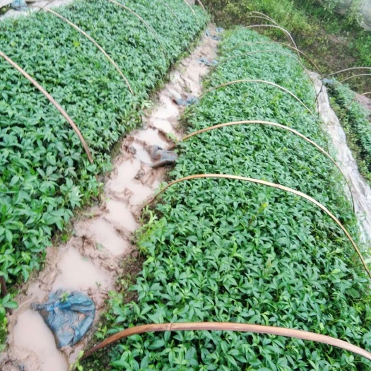 九叶青花椒苗 正宗江津本地九叶青花椒杯苗