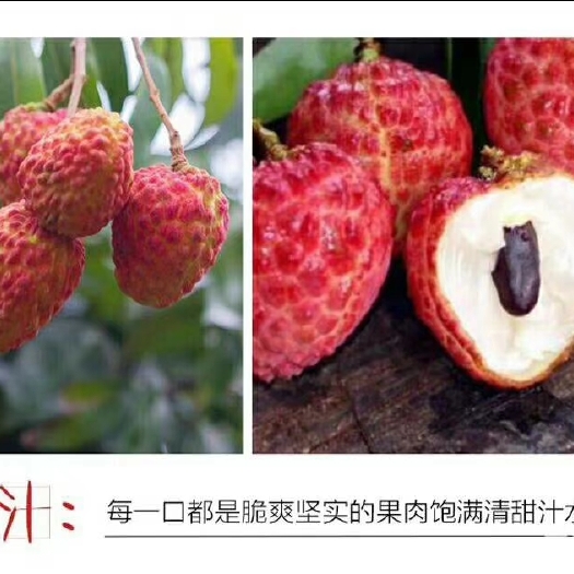 灵山县桂味荔枝苗 