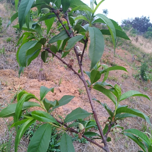 桂东县 净重5斤高山黄桃