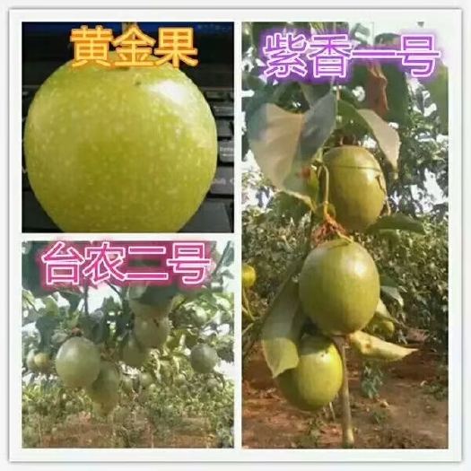 灵山县黄金百香果苗 