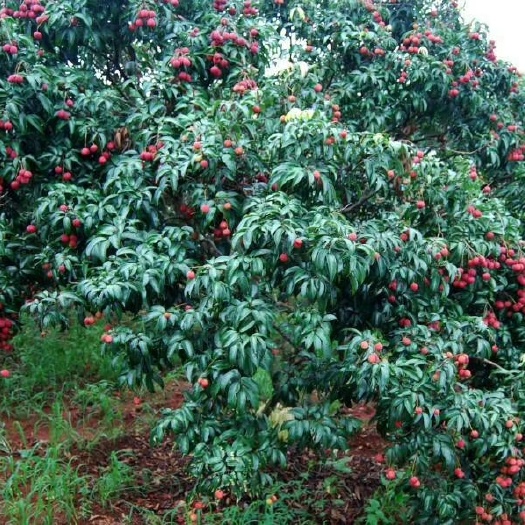 灵山县无核荔枝苗 
