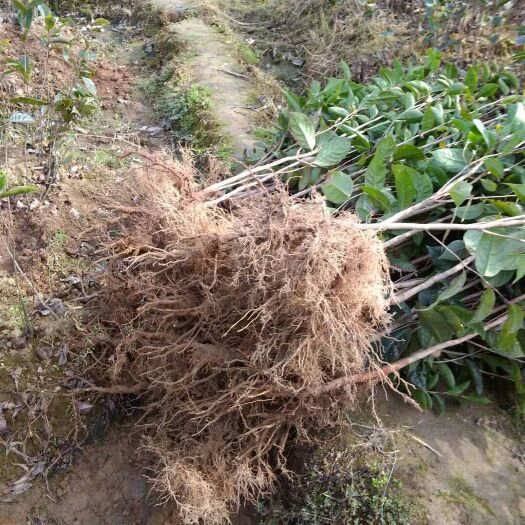 惠水县红花油茶树  大果红花油茶
