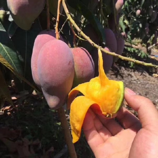 灵山县贵妃芒果苗 红贵妃芒果嫁接苗，保证正品，种植一年结果，免费提拱种植管理技