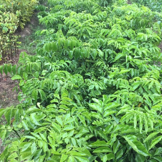 普宁市鸡心黄皮苗 