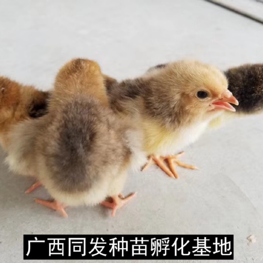 钦州K9麻黄鸡苗