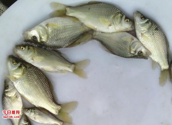 重庆市鲫鱼苗 统货