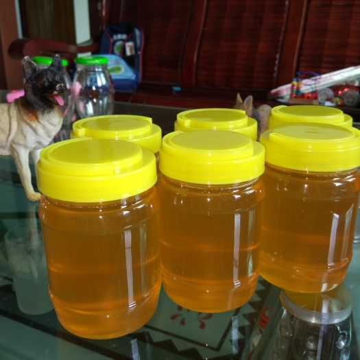 湛江荔枝蜜  自产自销荔枝土蜂蜜