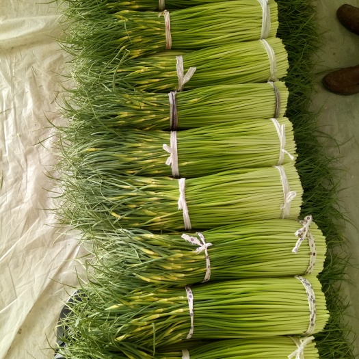 白帽蒜薹 一茬 60~70cm 精品