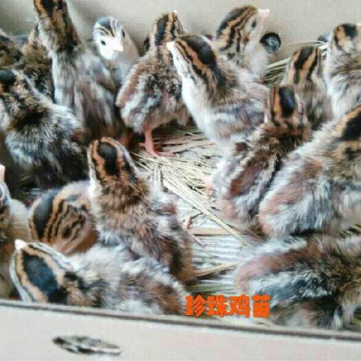 广州珍珠鸡苗