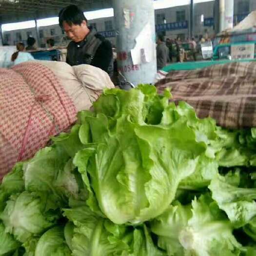 邯郸意大利生菜  本地长年供应各种蔬菜