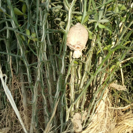 沂水县枳实种苗，又名枸橘，一手货源，质优价廉，保证质量，成活率。