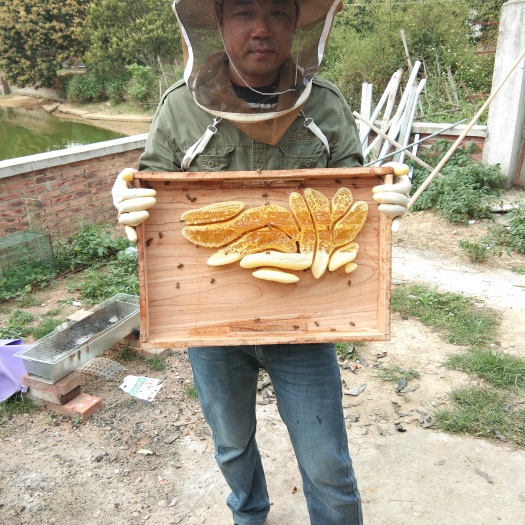 合浦县荔枝蜜 塑料瓶装  2年以上