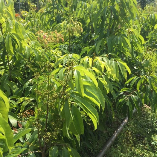 普宁市妃子笑荔枝苗