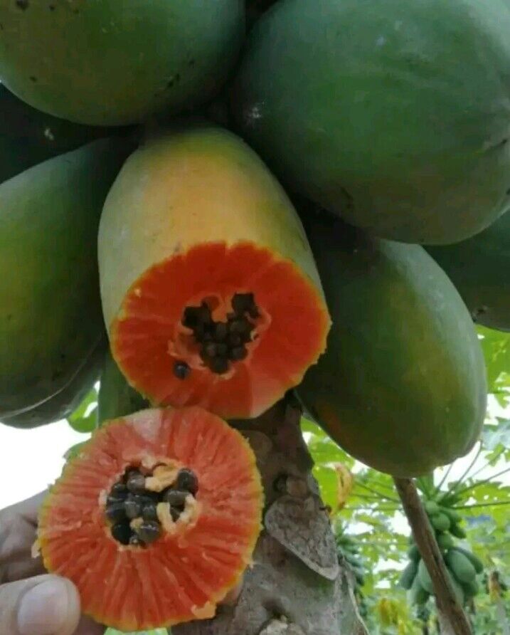 ɽغľ 