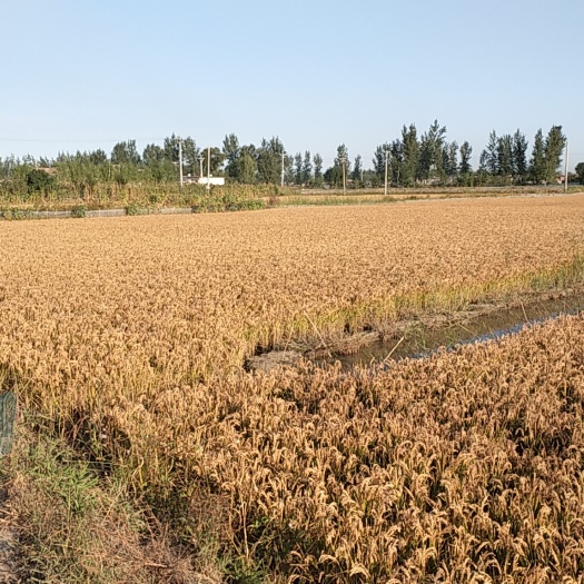 盘山县 正宗辽宁盘锦蟹苗原坑苗