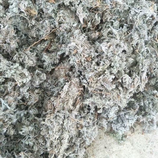 茵陈