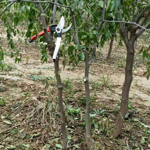 滨州冬枣树苗