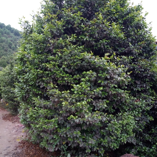 盐津县七芯茶花 140cm以上