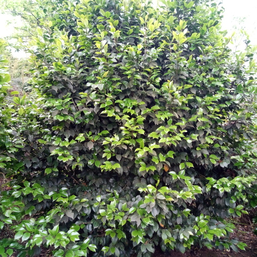 盐津县中大型茶花树