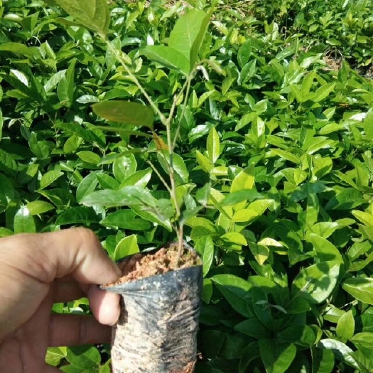 灵山县牛大力苗