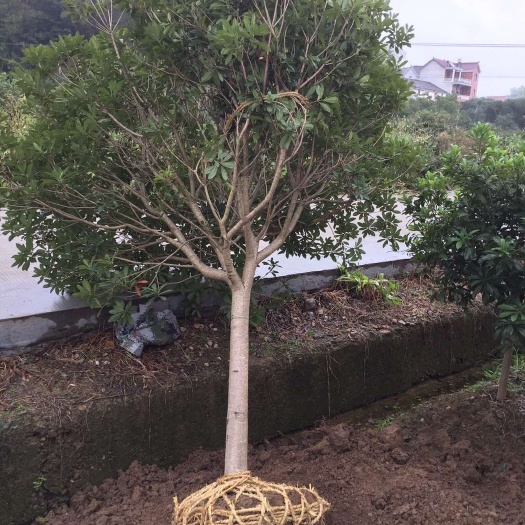 兰溪市东槐杨梅苗