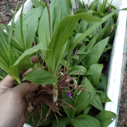 弋阳县紫花白芨苗  纯正紫花三叉白芨苗，每个块茎都有两到三个芽头，