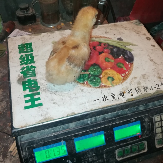 镇平县黄杂鸡苗 