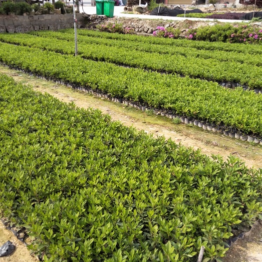 南靖县毛鹃 0.5米以下