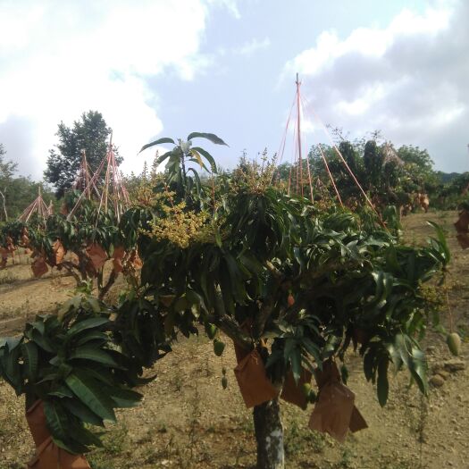 三亚金煌芒 金煌中果