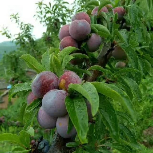 简阳市青李子苗